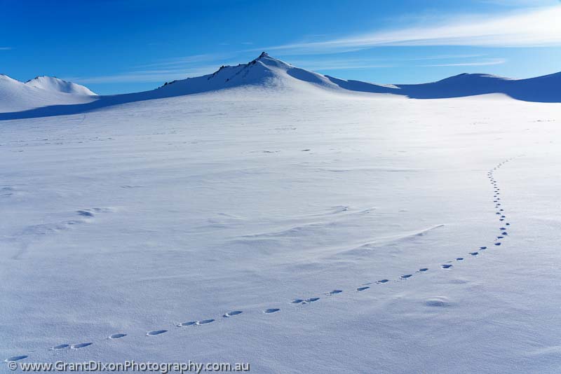 image of Arctic Hare tracks
