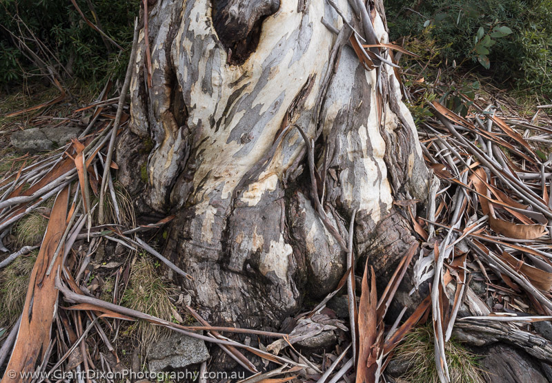 image of Staircase snowgum