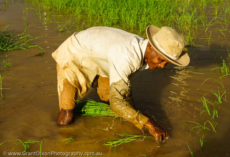 image of Cambodia rice planting 1