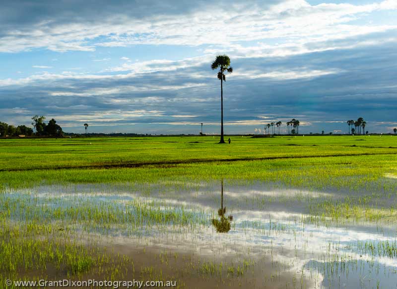 image of Cambodia rice fields 1