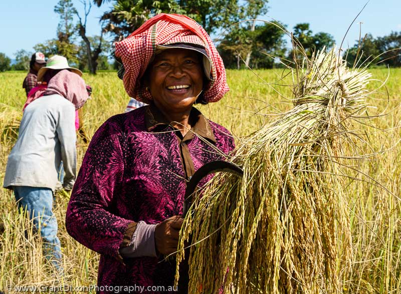 image of Woman harvesting rice