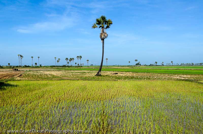 image of Rice field palm