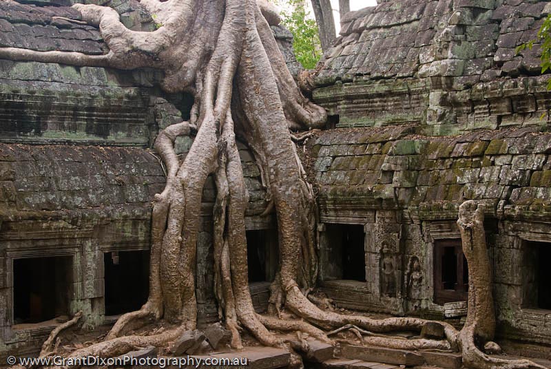 image of Ta Prohm roots and ruins 1