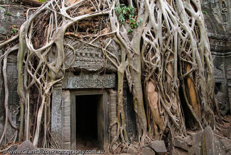 image of Ta Prohm doorway and fig roots