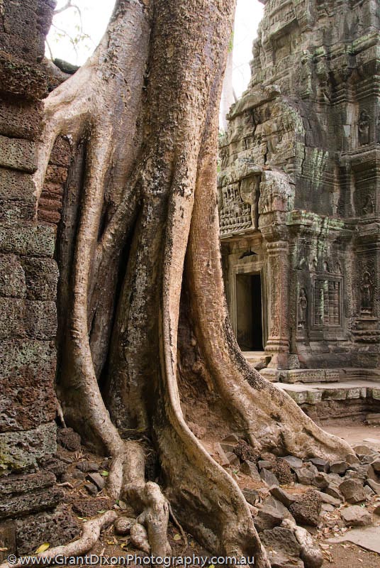 image of Ta Prohm roots and ruins 4