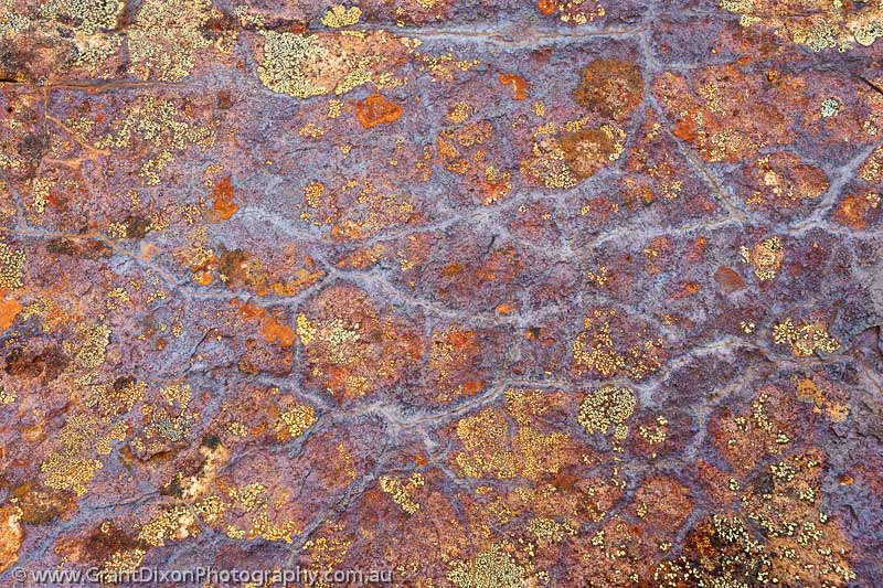 image of Baffin lichen 1