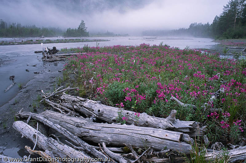 image of Eagle River wildflowers
