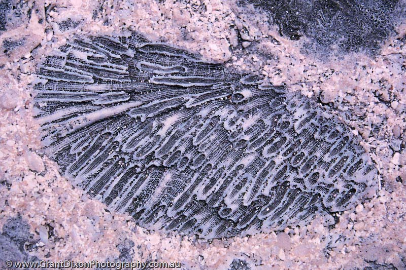 image of Atiu coral fossil 1