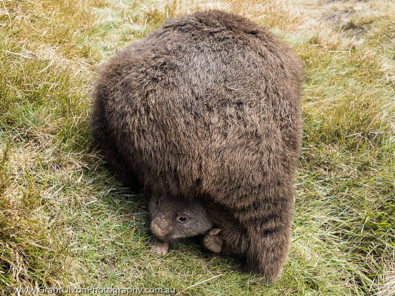 image of Wombat joey peek-a-boo