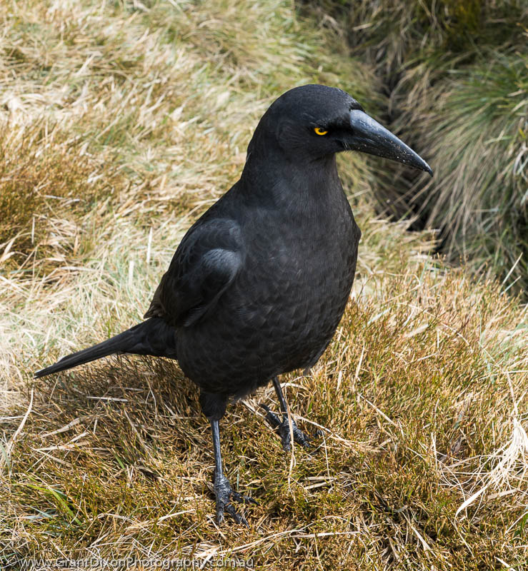 image of Cradle Currawong