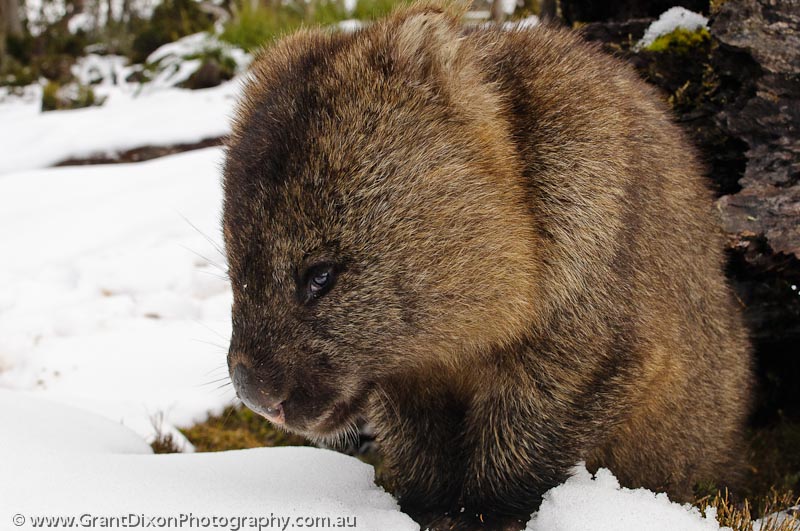 image of Wombat in snow 1
