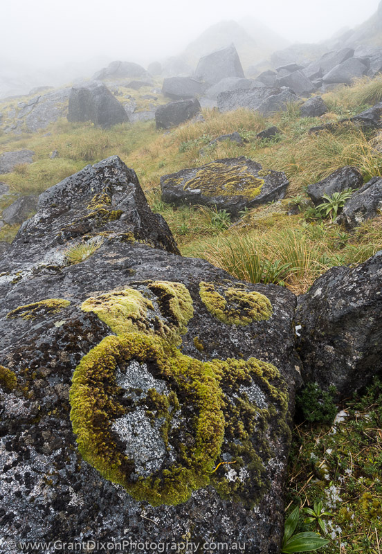 image of Museum Range lichen