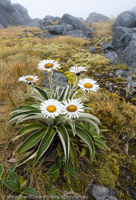 image of Museum Range daisies 5