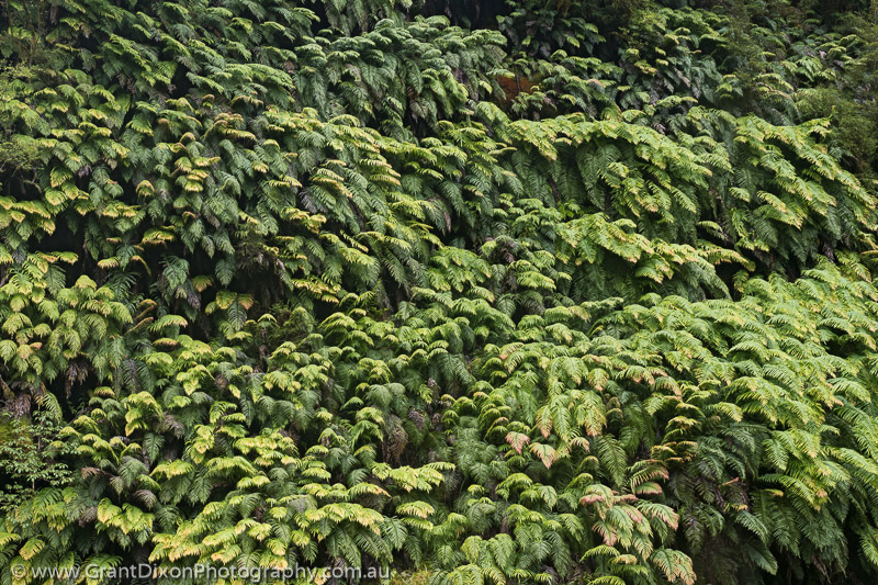 image of Tuaraki ferns