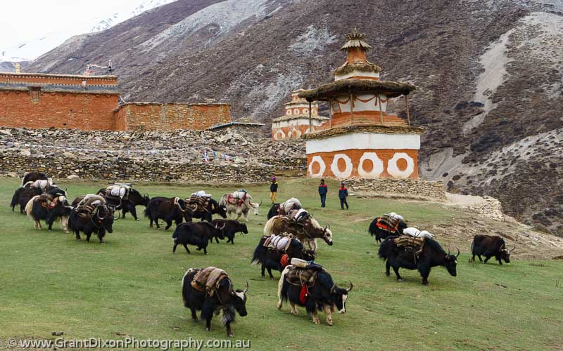 image of Shey Gompa yaks