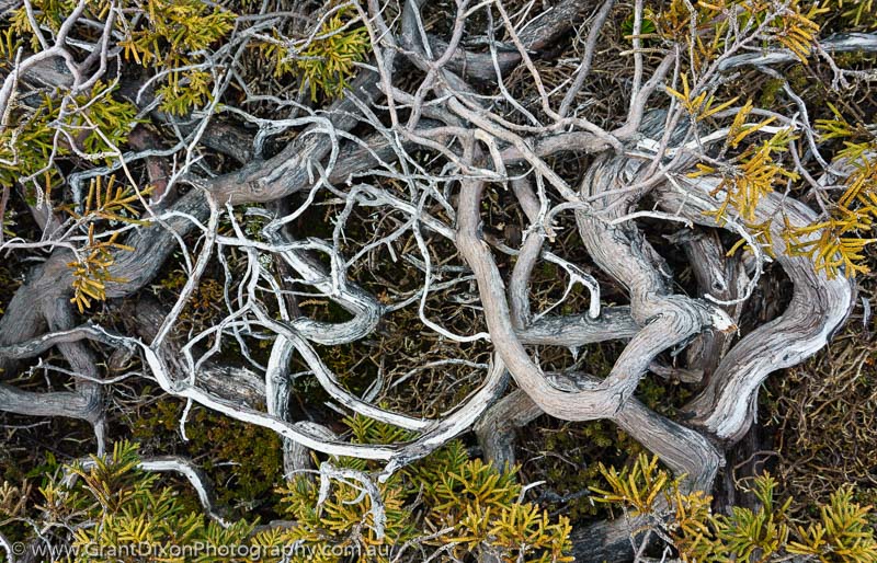 image of Creeping pine branches 1