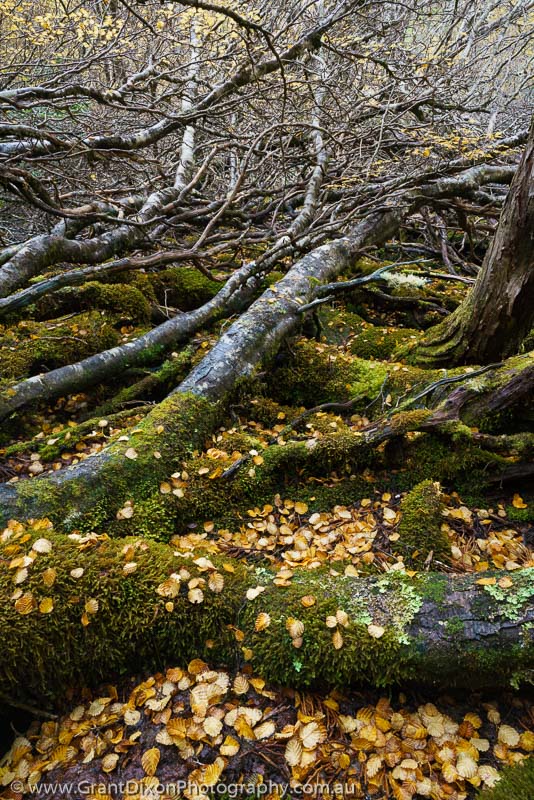 image of Fagus branches & fallen leaves