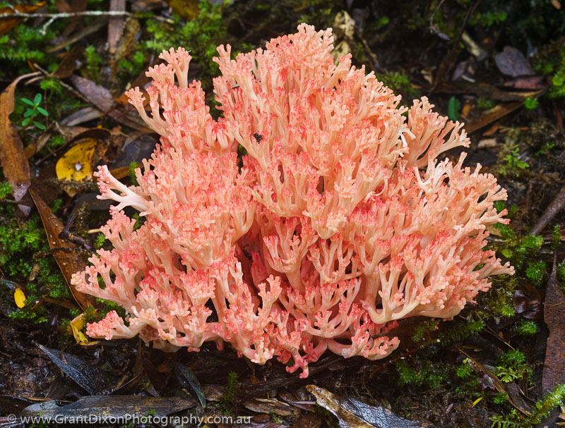 image of Picton Coral fungi