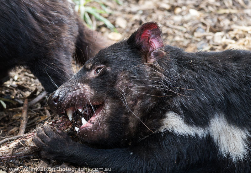 image of Tasmanian devil 1