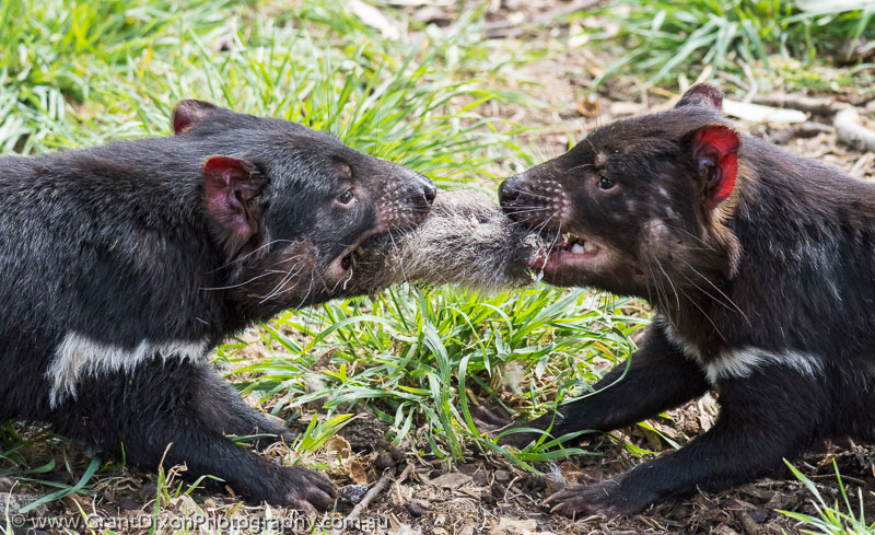 image of Tasmanian devils 2