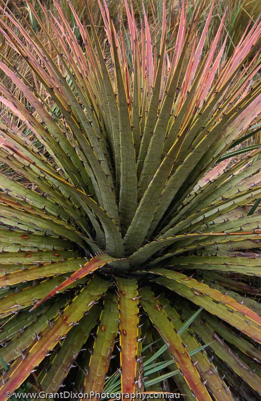 image of Ecuador Bromeliad 2