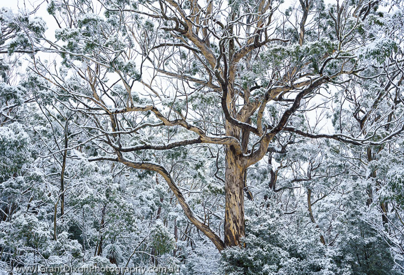 image of Snowy forest Mt Field 2