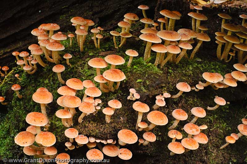 image of Florentine fungi 1