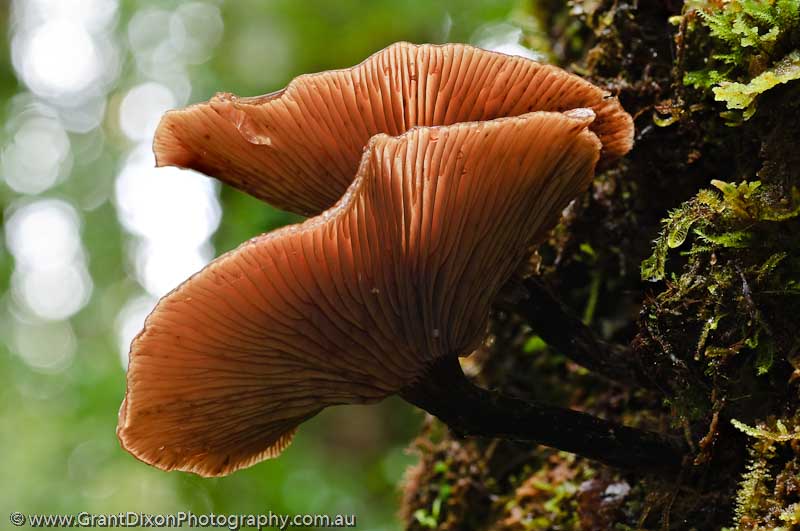 image of Florentine fungi 2