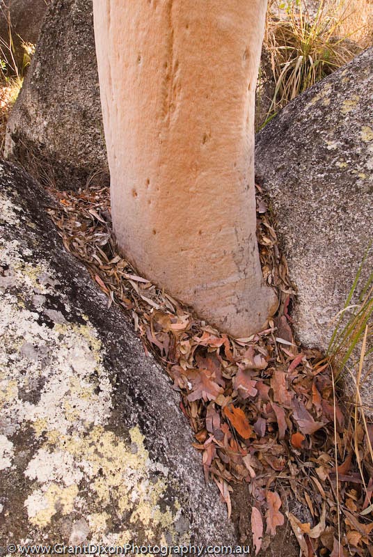 image of Lichen & bark