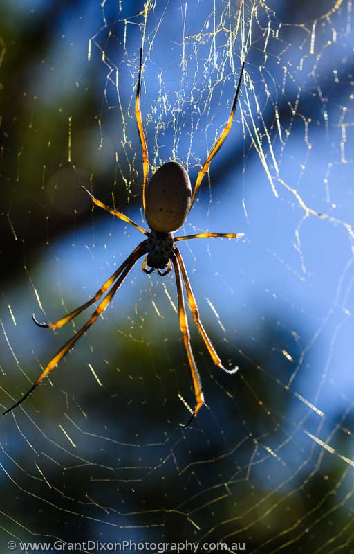image of Golden Orb-web spider