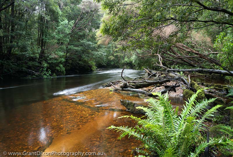 image of Andrew River fern