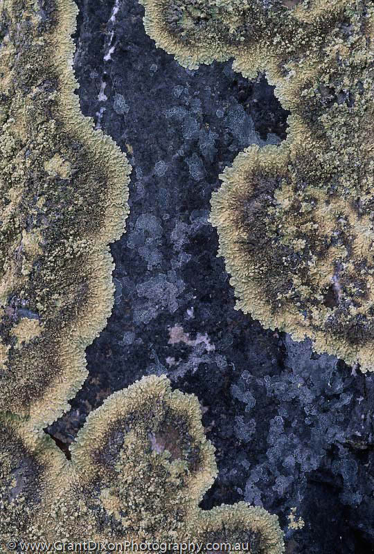 image of Dolerite lichen 2