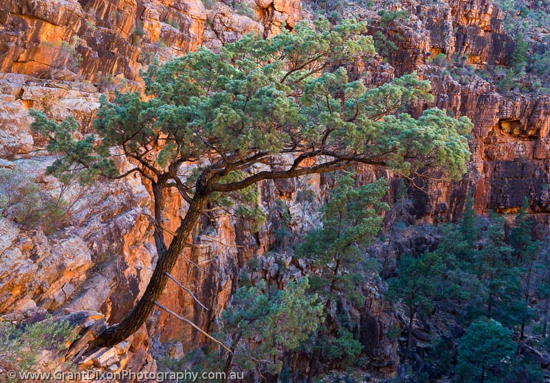 image of Gammon Cypress Pine 1