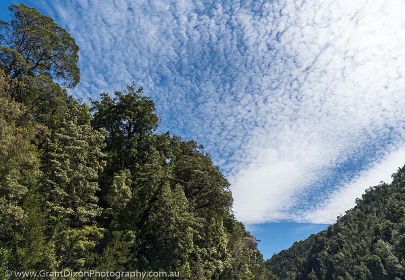 image of Gordon River rainforest & sky