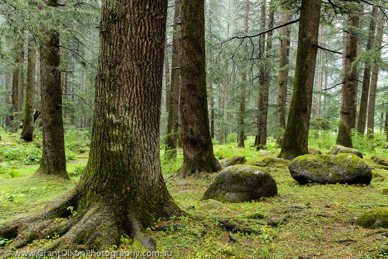 image of Manali Deodar forest