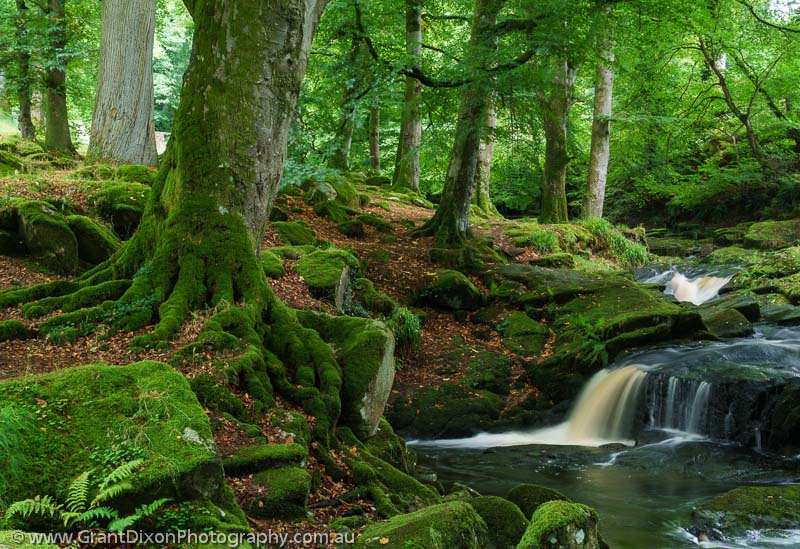 image of Wicklow woodland cascade