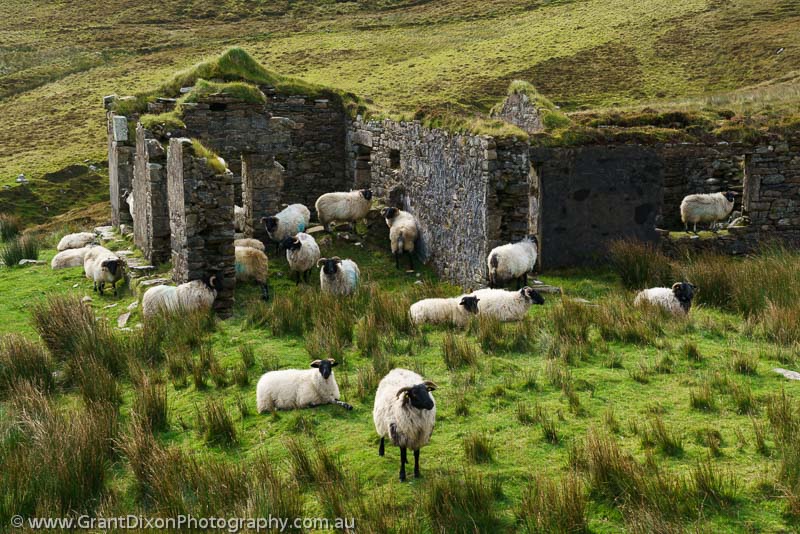 image of Sheep & ruined house