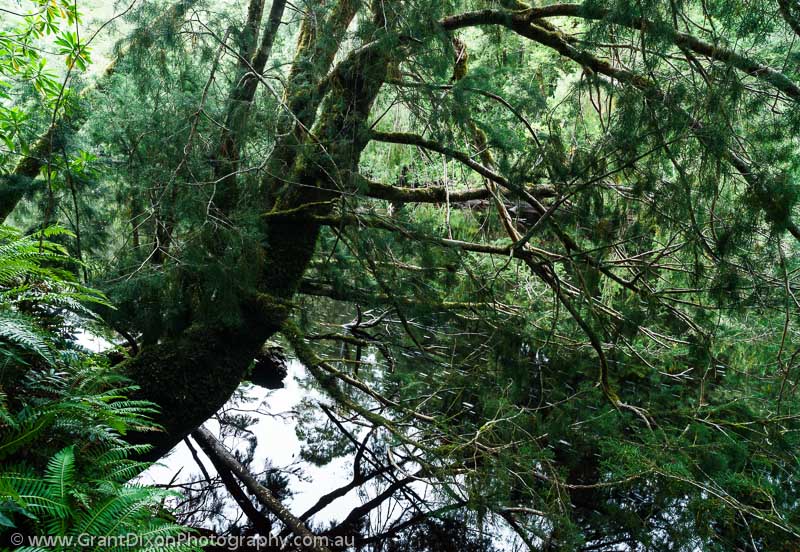 image of Huon pine 1