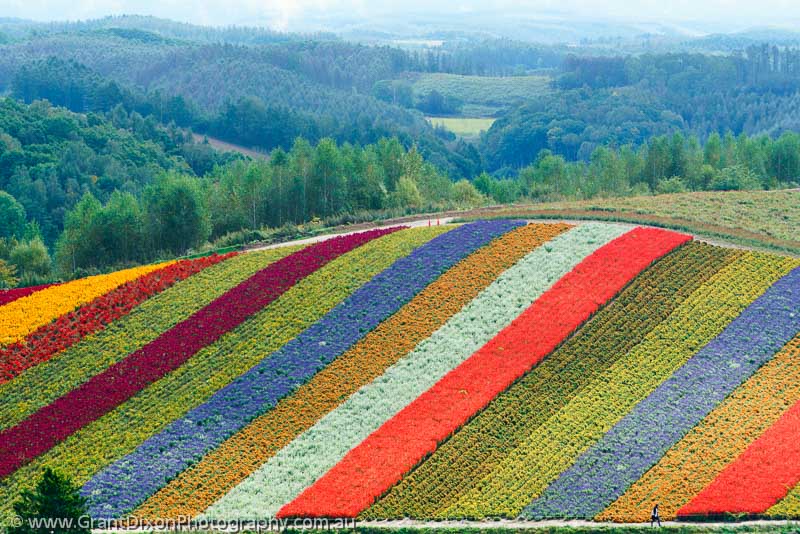 image of Hokkaido flower farm 1