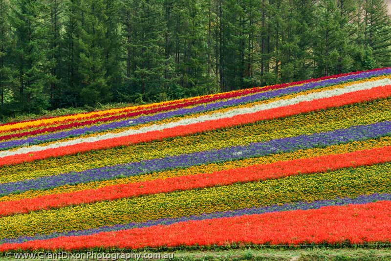 Hokkaido flower farm 2 - image by Australian photographer Grant Dixon