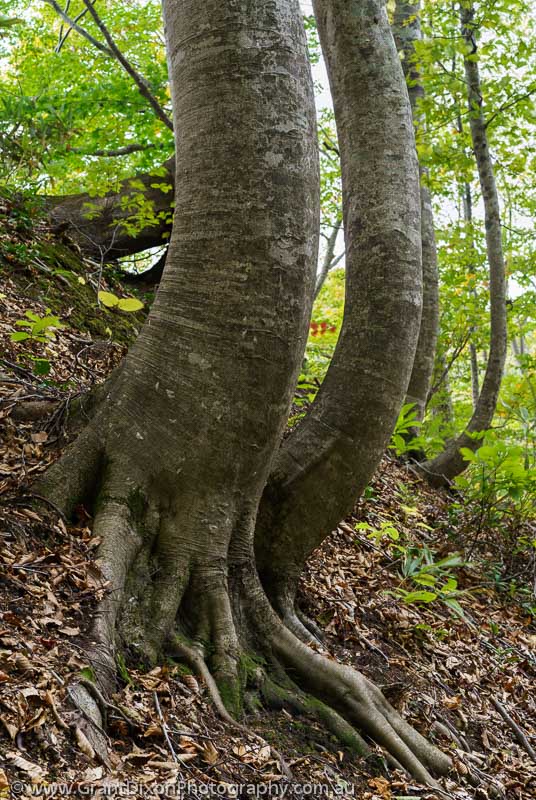 image of Shirakami-sanchi Beech trees 1