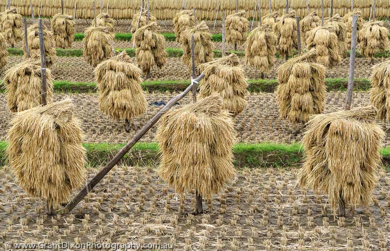 image of Harvested rice