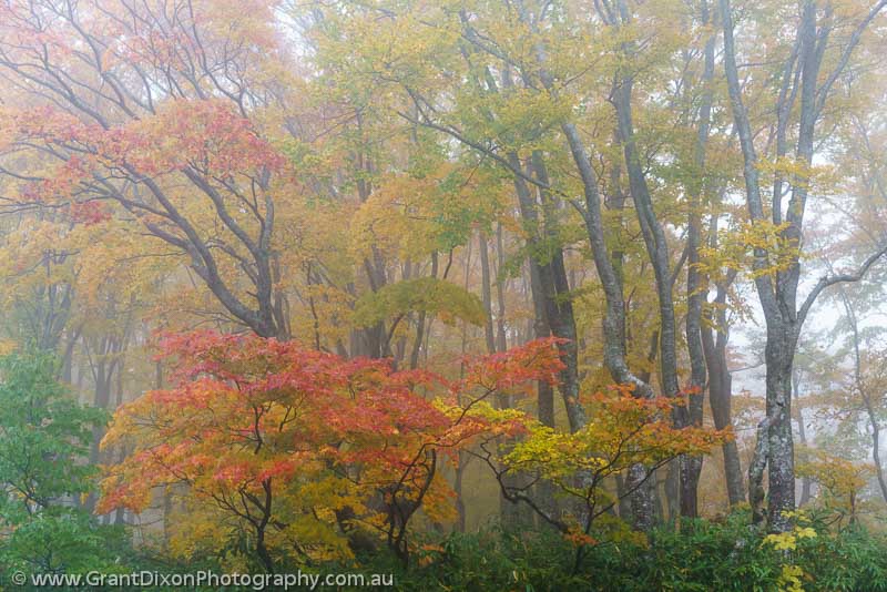 image of Hakkoda-san autumn forest 3
