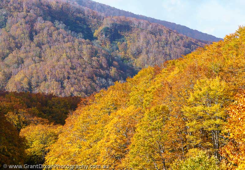 image of Hakkoda-san autumn forest 1