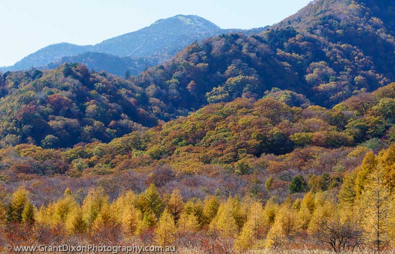 image of Nikko autumn colours 1