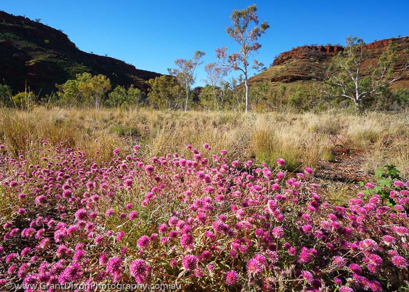 image of Dales Gorge flowers