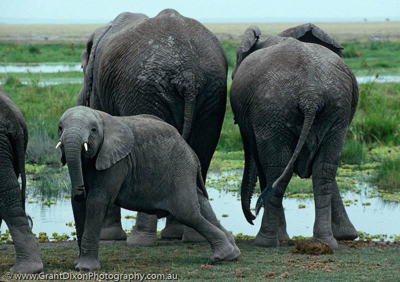 image of Amboseli elephants