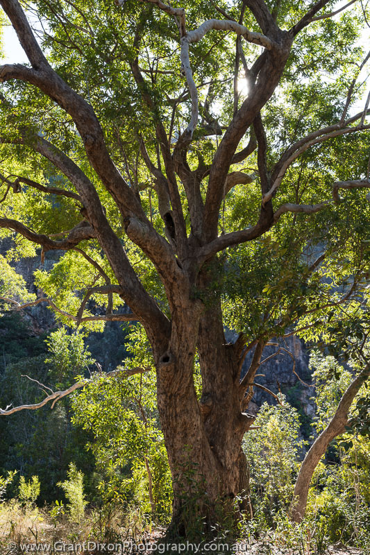 image of Barramundie Anbinik tree