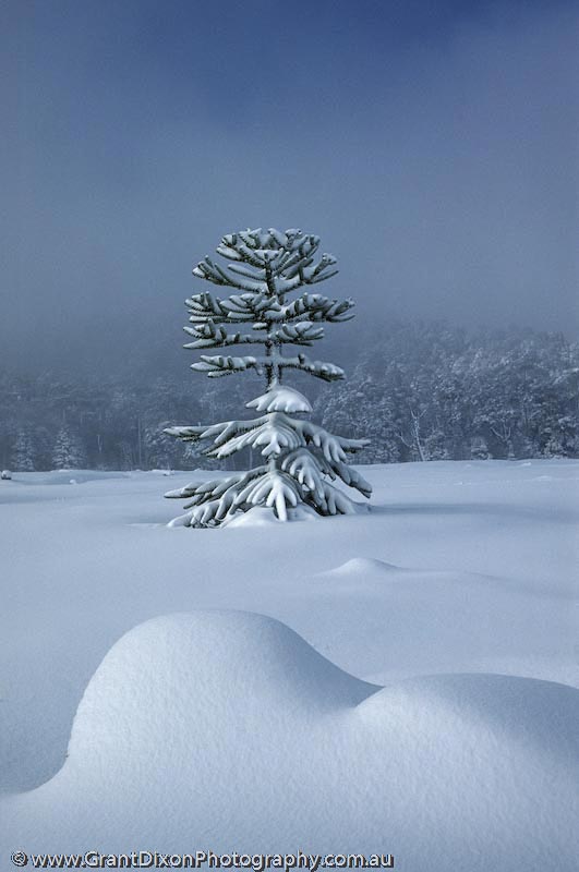 image of Snowy Araucaria 2