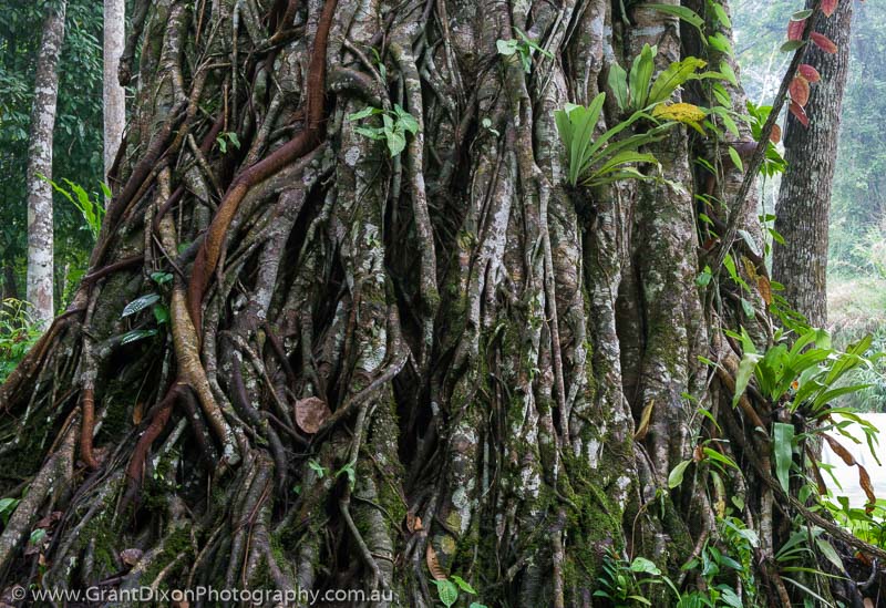 image of Kuang Si tree roots 2